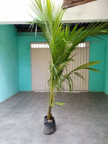 Coqueiro anão 