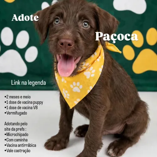 Adoção responsável | Adote Paçoca 