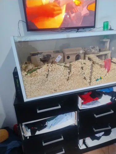Terrário segundo dono