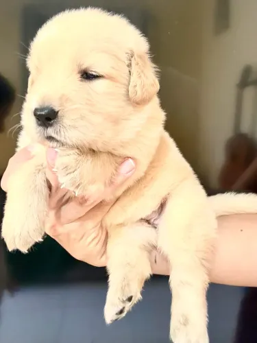 FILHOTES DE GOLDEN RETRIEVER