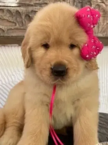 Golden retriever filhote lindos e fofos