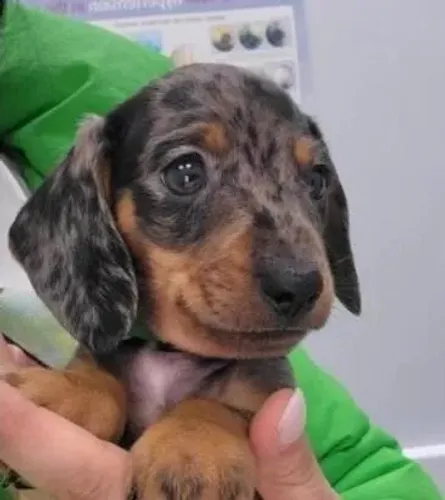 Dachshund Teckel Alerquim Garanta Logo o Seu.