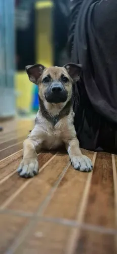 Cachorrinho macho