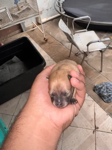 Cachorro