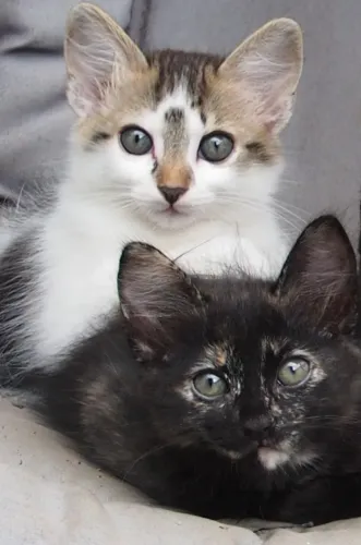 Lindos gatinhos de dois meses e meio