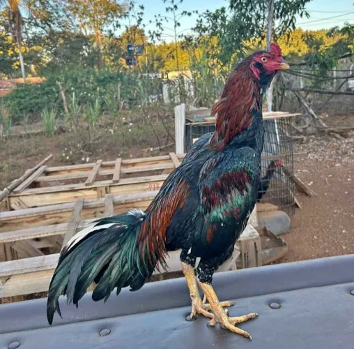 galo índio