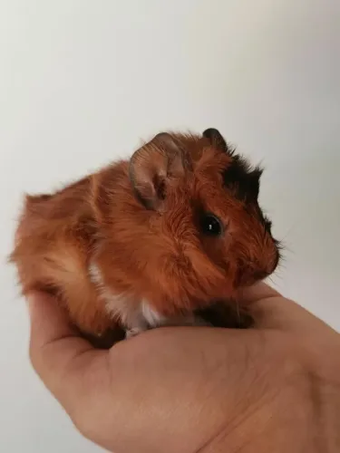 Filhote Porquinho da Índia Macho