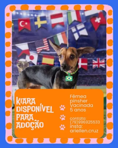 pinscher fêmea para adoção