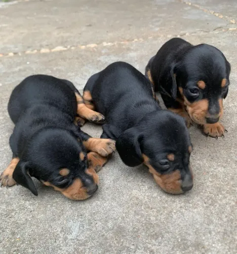 Vendo lindos filhotes salsichas/cofap/Dachshund/basset