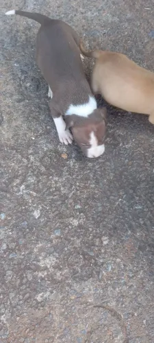Filhotes de pitbuul