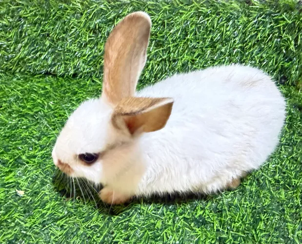 Filhotes de coelhos