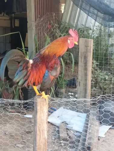Galos