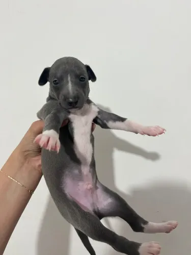 Filhotes de Galguinho Italiano