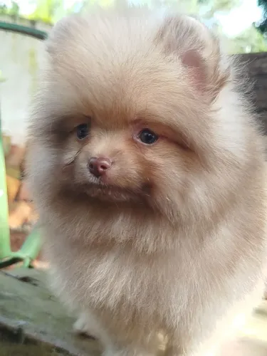Spitz alemão pr o dia dos namorados ?