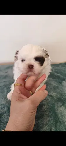 Shih tzu machinho