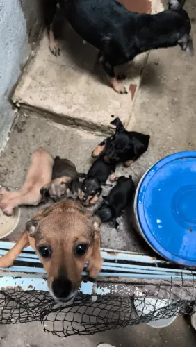 Miniatura Pinscher