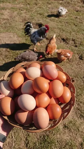 Ovos caipira 