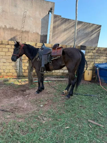 Égua QM