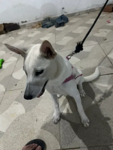 Doação de Filhote Husky mestiça