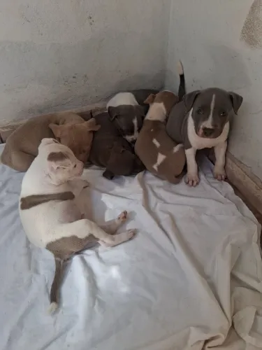Pitbull filhote 50 e poucos dias