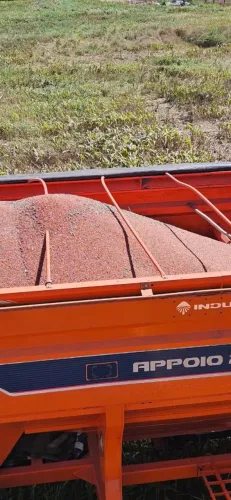 Sorgo em Grãos 