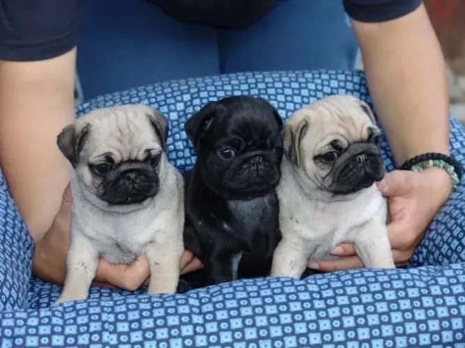 Pug - Fofura E Personalidade Em Um Só Pet 