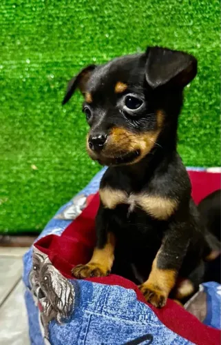 Meu amigo está doando esse filhote de pinscher