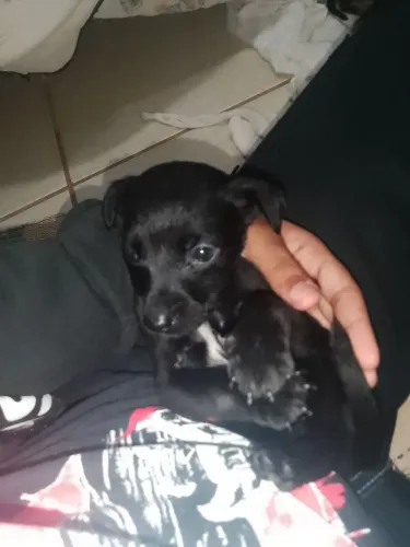 Doação de filhotinhos