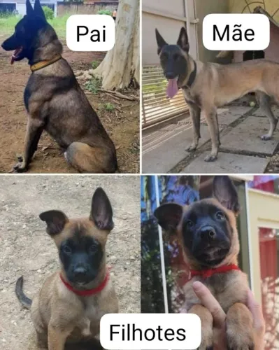 Cachorro, pastor malinois 