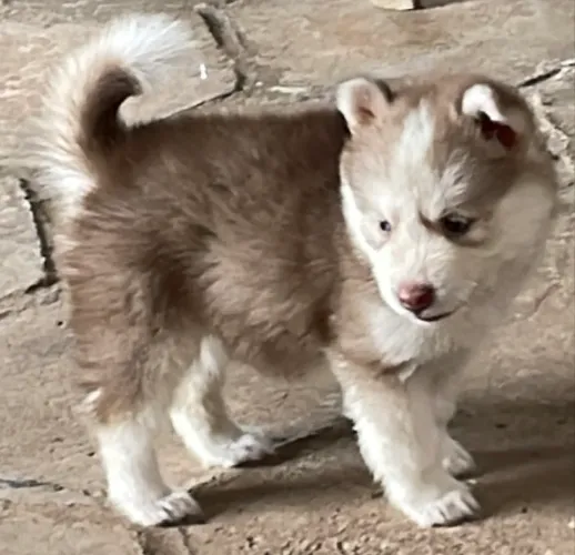 FILHOTES DE HUSKY SIBERIANO (FÊMEAS)