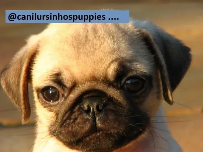 pug garanta hoje o seu cn ursinhos puppies baby disponiveis