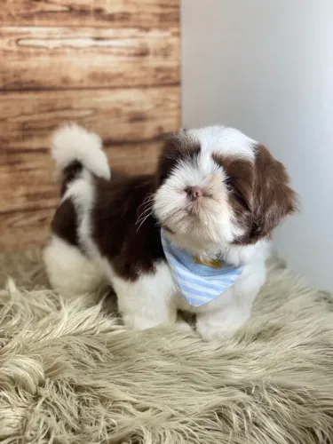 Shih Tzu com Parcelamento Facilitado no Cartão ? Conheça Nossa Loja Física