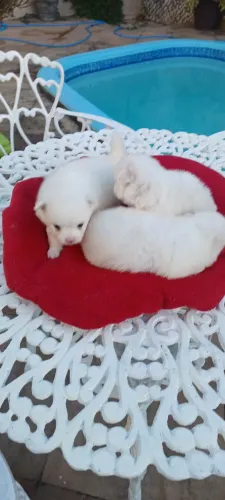 Filhotinhos de lulu da pomerania anão