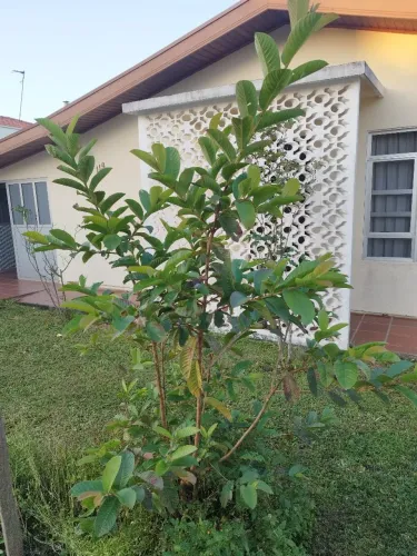 Goiabeira 1.70