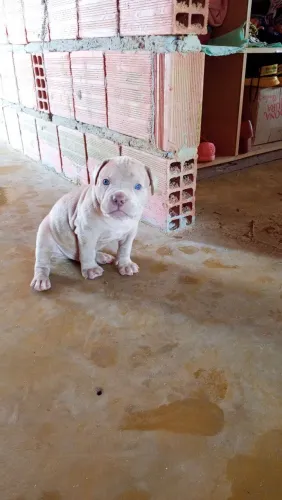 Filhote de Pitbull