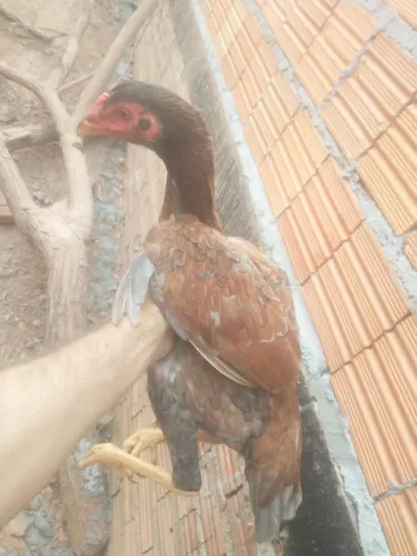 Galinhas