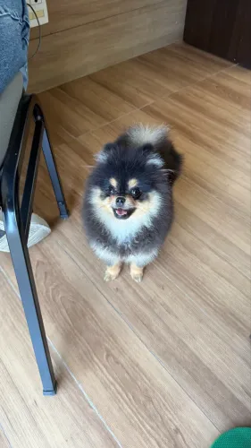 Pet