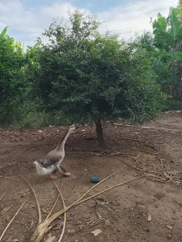 Ganso macho sinaleiro adulto