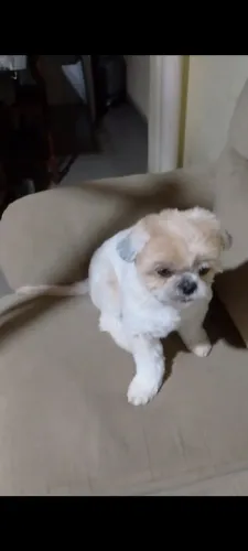 Shitzu linda