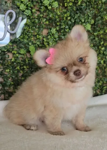 Lulu da Pomerânia fêmea