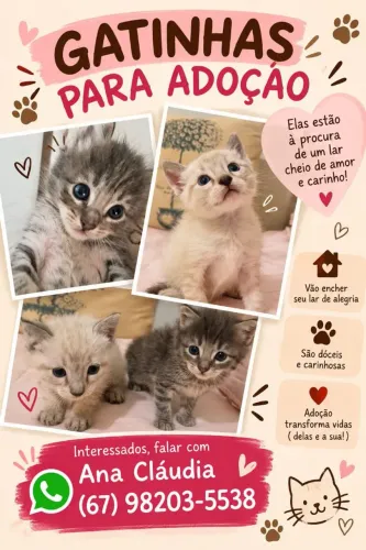 Gatinhas adocao