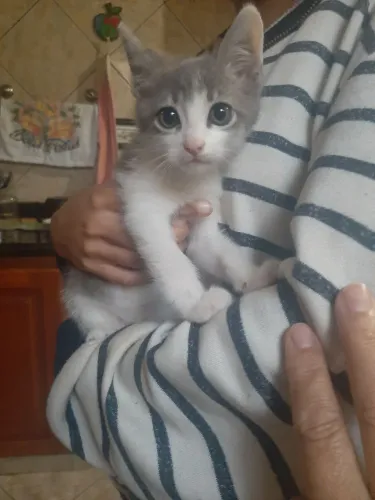 Doa-se gatinha urgente