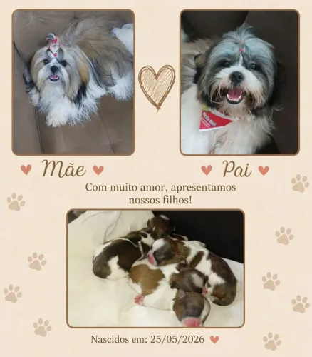 Filhotes Shih Tzu