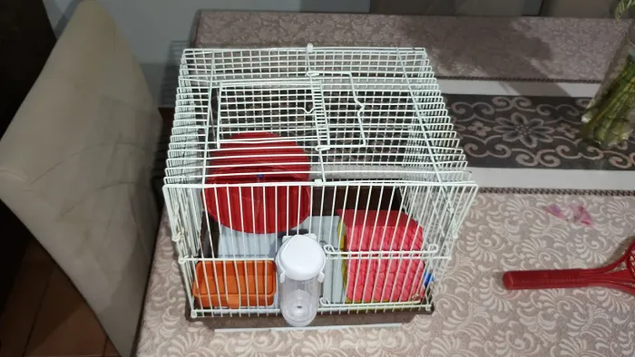 Gaiola completa para Ramis ter ,bebedouro,comedor,Roda e casinha