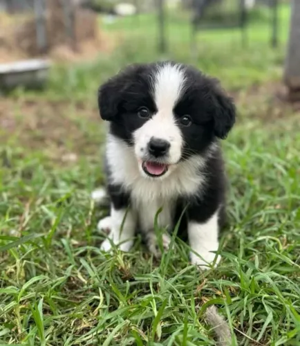 Filhotes de Border Collie | Mais amor, menos solidão