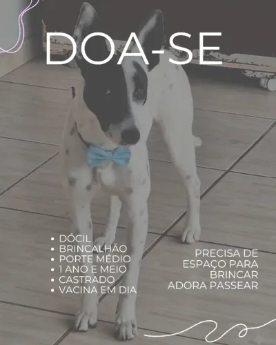 Doa-se Cachorro macho e castrado