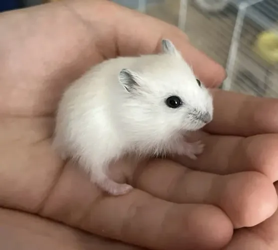 Hamster Branco 
