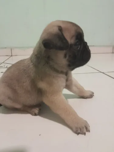 Pug