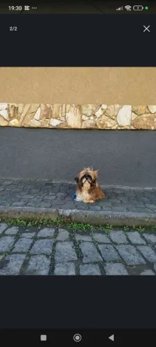 Cachorrinho chitzzu ainda filhote tem 7 meses
