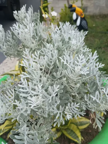 VENDO MUDAS DE PLANTAS LINDAS E BEM CUIDADAS 